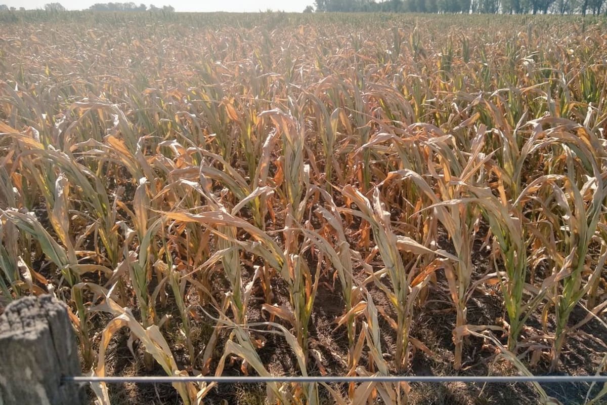 Un maíz afectado por la sequía en la zona de Cruz Alta, Córdoba. Foto de @PabloVeguillas