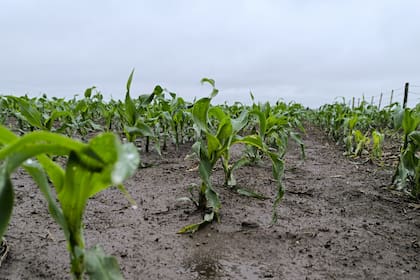 Un maíz en Colón, provincia de Buenos Aires