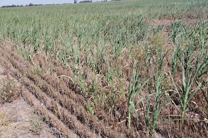 Un maíz "liquidado" por la falta de agua en en Alejandro Roca, Córdoba