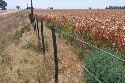 Un maíz temprano en La Carlota, Córdoba, afectado por la lluvia