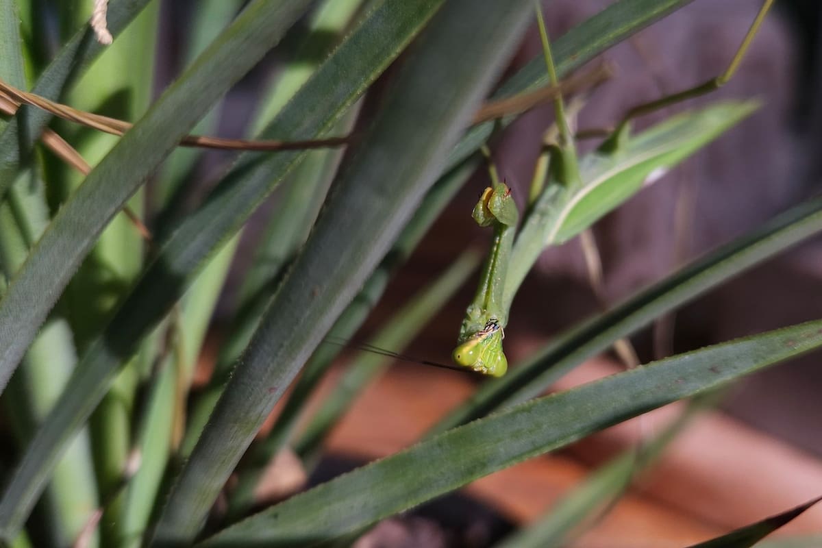 Un mantis, tatadiós o mamboretá (Mantis religiosa), camuflado y al acecho entre las hojas de una yuca bonsai (Yucca gloriosa)
