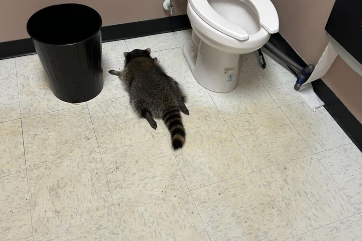 Un mapache irrumpió en una licorería de Virginia y luego se desmayó en el baño.