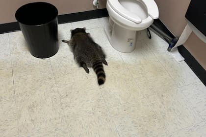 Un mapache irrumpió en una licorería de Virginia y luego se desmayó en el baño.