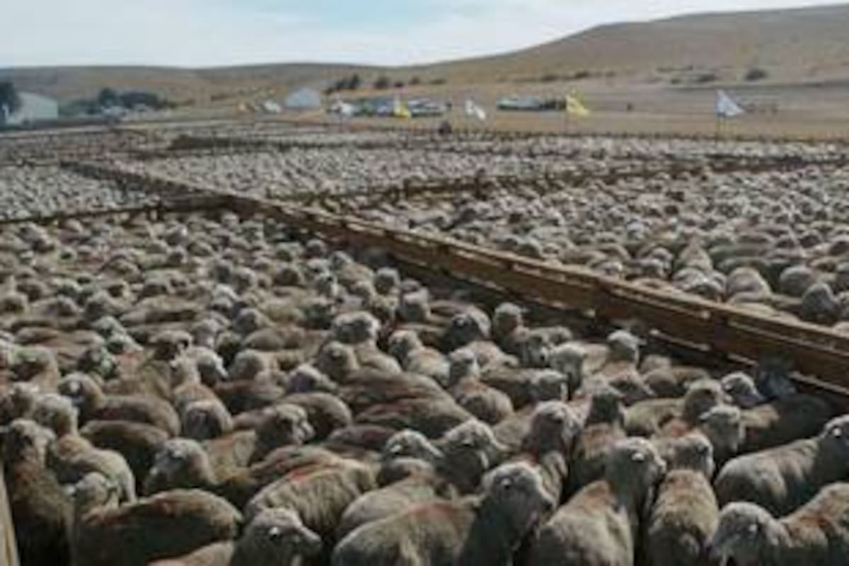 Un mar de ovejas como hace mucho no se veía en los campos del sur: 56 lotes de 250 cabezas cada uno