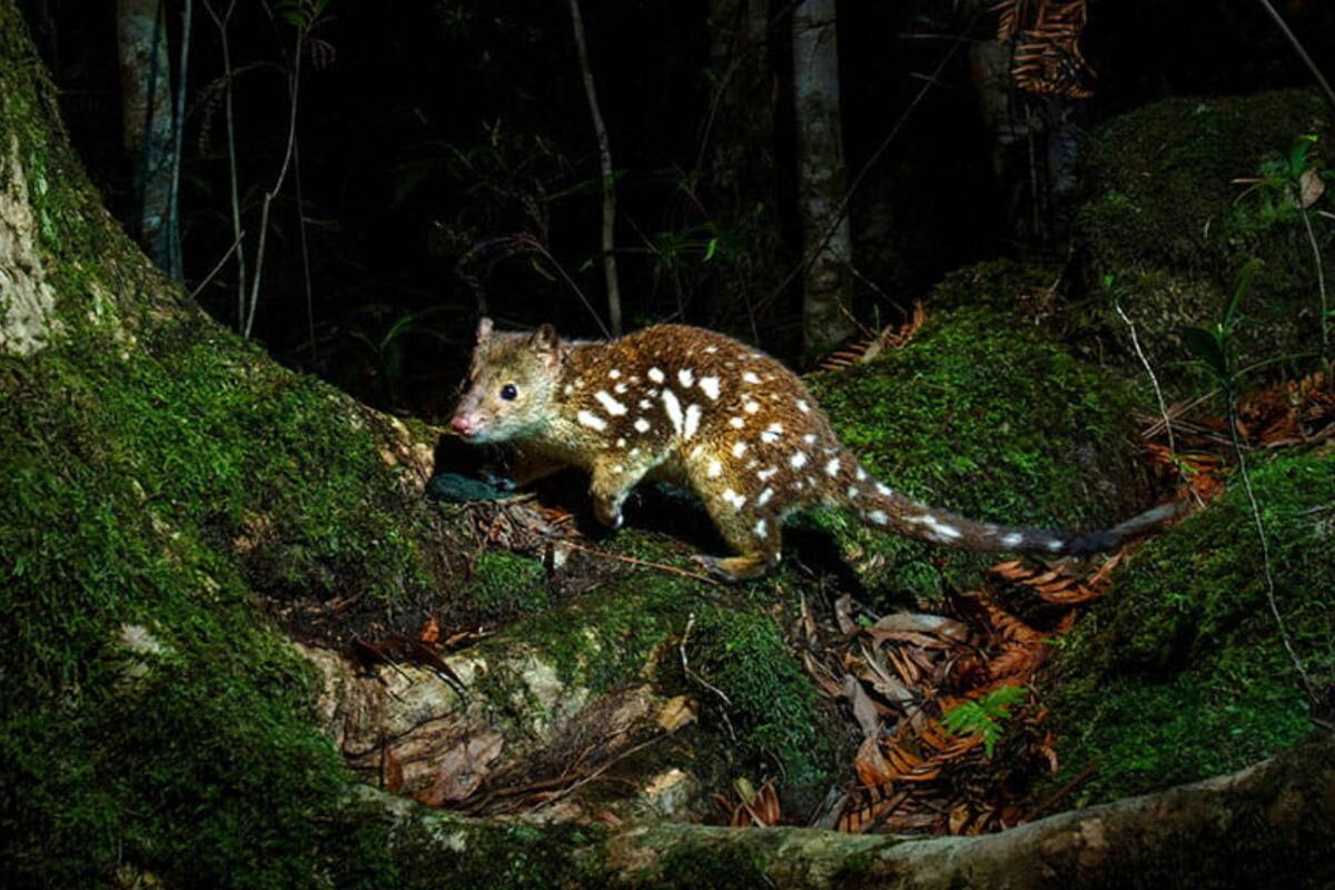 Un marsupial quol cola manchada, la especie en extinción que apareció y sorprendió a todos (Foto ilustrativa NSW National Parks)
