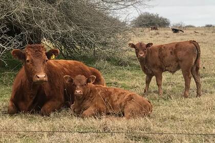 Un mejor manejo ganadero contribuyó para obtener buenos resultados, pese a condiciones ambientales adversas