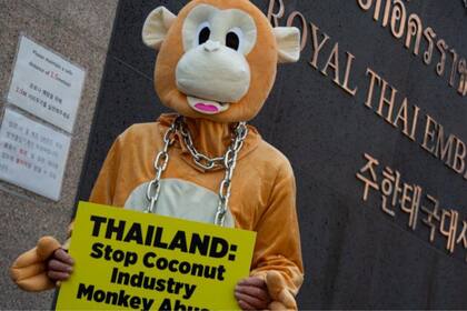 Un miembro de People for the Ethical Treatment of Animals (PETA) con un disfraz de mono protesta frente a la Embajada de Tailandia en Seúl, Corea del Sur