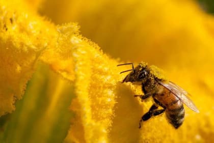 Un millón de especies animales y vegetales están ahora en peligro de extinción.