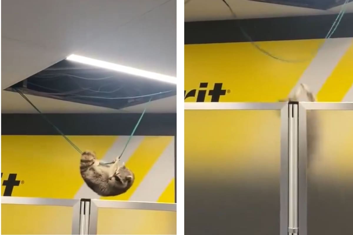 Un momento complicado se vivió en la sala de embarque de la aerolínea Spirit en el aeropuerto de La Guardia, en el barrio de Queens. (Canva- X)