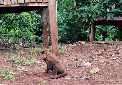 Un mono capuchino, otra de las especies sobre la que ha puesto la mira el tráfico ilegal de fauna