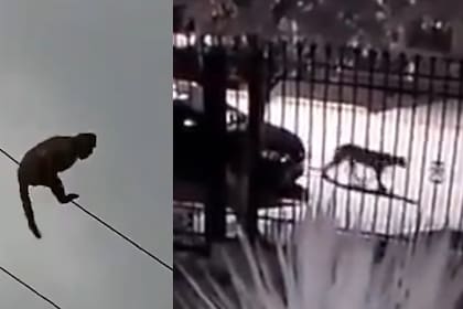 Un mono murió tras sufrir una descarga eléctrica en Godoy Cruz e investigan de dónde escapó. En tanto, en Tupungato las cámaras de seguridad de una casa advirtieron la presencia de un puma.
