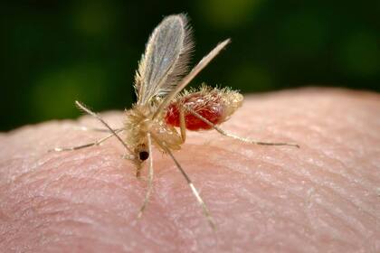 Un mosquito transmisor de la leishmaniasis
