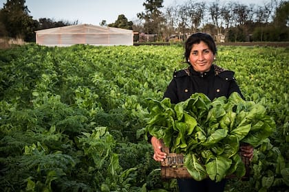 Un mujer recolecta verduras
