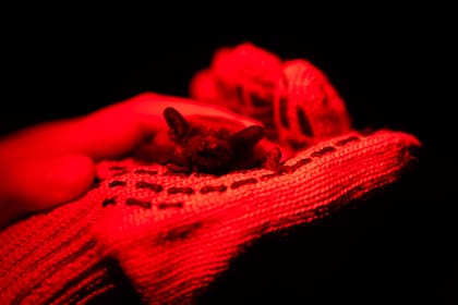 Un murciélago rescatado se posa sobre una mano durante una ceremonia de reintroducción a su hábitat natural y se utiliza la luz roja