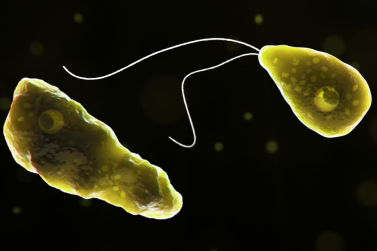 Un nadador en Iowa se encuentra en terapia intensiva después de haber nadado en las aguas de un parque local; las autoridades investigan la presencia de una ameba comecerebros