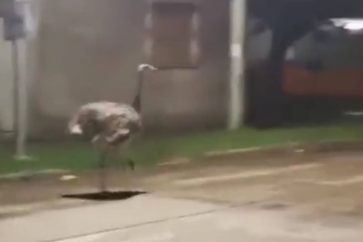 Un ñandú hembra escapó de una casa donde estaa cautiva junto con un macho