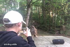 Un niño de 13 años captura su increíble encuentro con un búho en un bosque