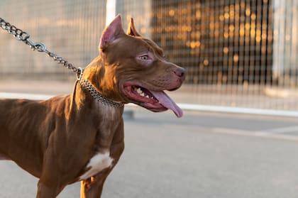 Un niño de 3 años murió tras ser atacado por un pitbull en la provincia de Córdoba