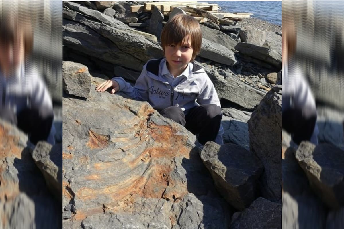 Un niño de siete años encontró restos fósiles de un dinosaurio que vivió hace 250 millones de años