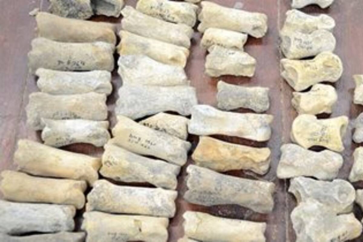 Un nuevo análisis de fósiles de uno de los sitios paleontológicos más importantes de Europa reveló la existencia de distintas especies de animales en Europa del Este hace unos dos millones de años