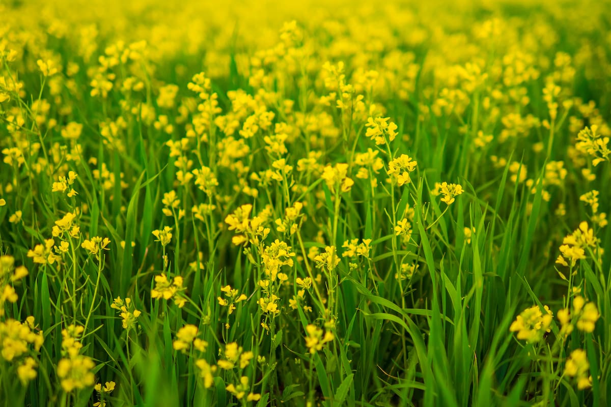 Un nuevo cultivo que sirve para producir biocombustible