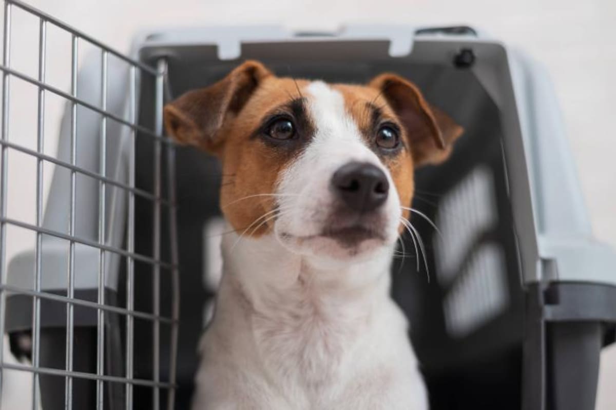 Un nuevo estudio afirmó que los perros sufren las pérdidas de sus pares