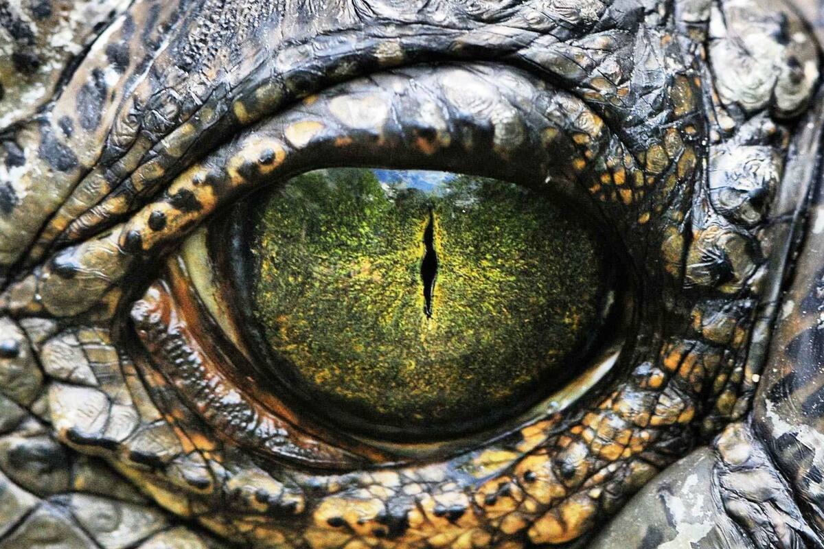 Un nuevo estudio determinó que las lagrimas poseen proteínas que pueden ayudar a desarrollar medicamentos. Fuente: Pinterest