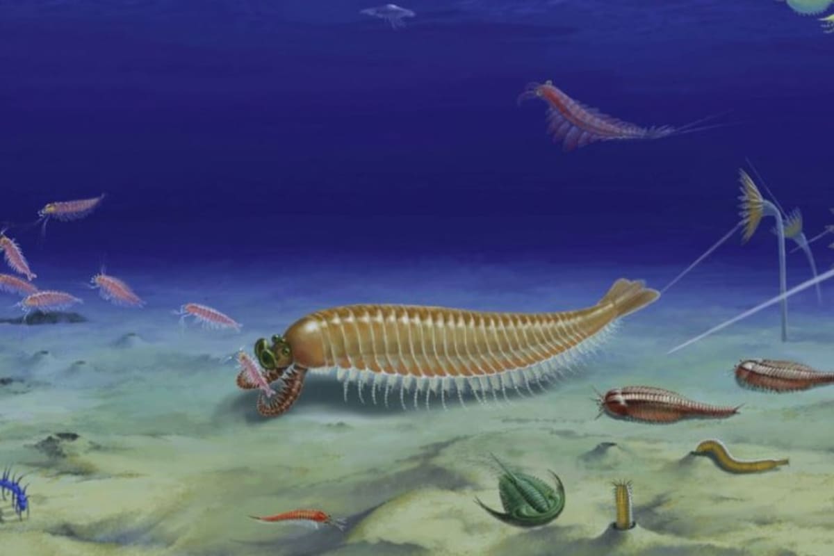 Un nuevo fósil de hace unos 520 millones de años, similar a un camarón con cinco ojos, proporcionó importantes conocimientos sobre la historia evolutiva temprana de los artrópodos