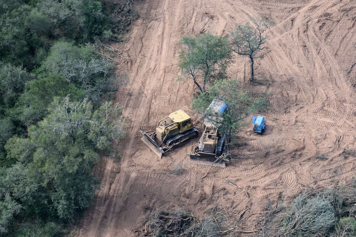 Un nuevo informe de Greenpeace denuncia que durante 2024 la pérdida de bosques en el norte del país fue de casi 150.000 hectáreas