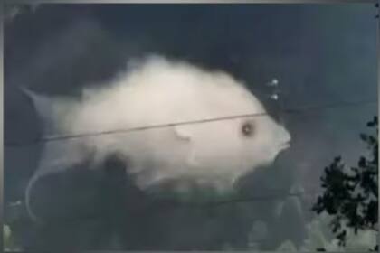 Un nuevo test de personalidad que incluye una imagen difusa entre una nube y un pez