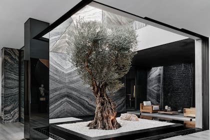Un olivo de 150 años de La Toscana, ahora en el patio de una mansión en Beverly Hills
