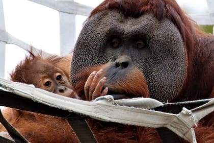 Un orangután macho se hizo cargo de su cría tras la muerte de su madre en un gesto poco común en la naturaleza
