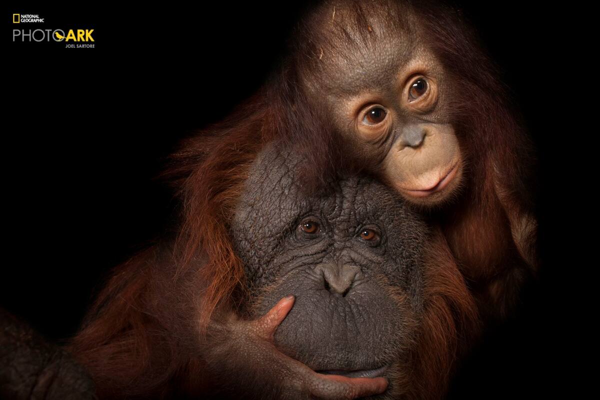 Un organgután bebé, junto a su madre adoptiva, en el zoológico de Houston