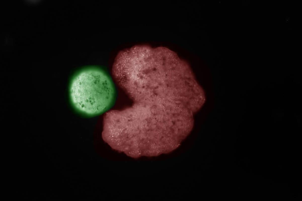 Un organismo ‘padre’ diseñado por inteligencia artificial (en rojo) y con forma de Pac-Man, junto a células madre que han sido comprimidas en una bola (‘descendencia’, en verde) por el propio movimiento de la célula madre