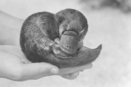 Un ornitorrinco con una misión diplomática muy importante para su país