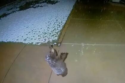 Un osezno se detuvo frente a una cámara de seguridad y comenzó a jugar con los copos de nieve que caían del cielo