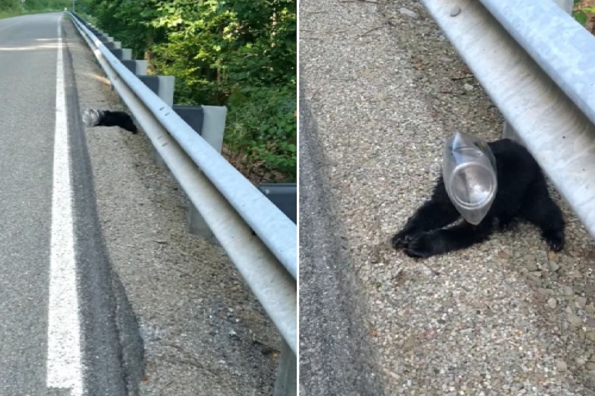Un osezno se salvó de morir atropellado gracias a una mujer