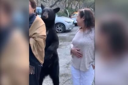 Un oso "acaricia" a una mujer y la reacción es viral.
