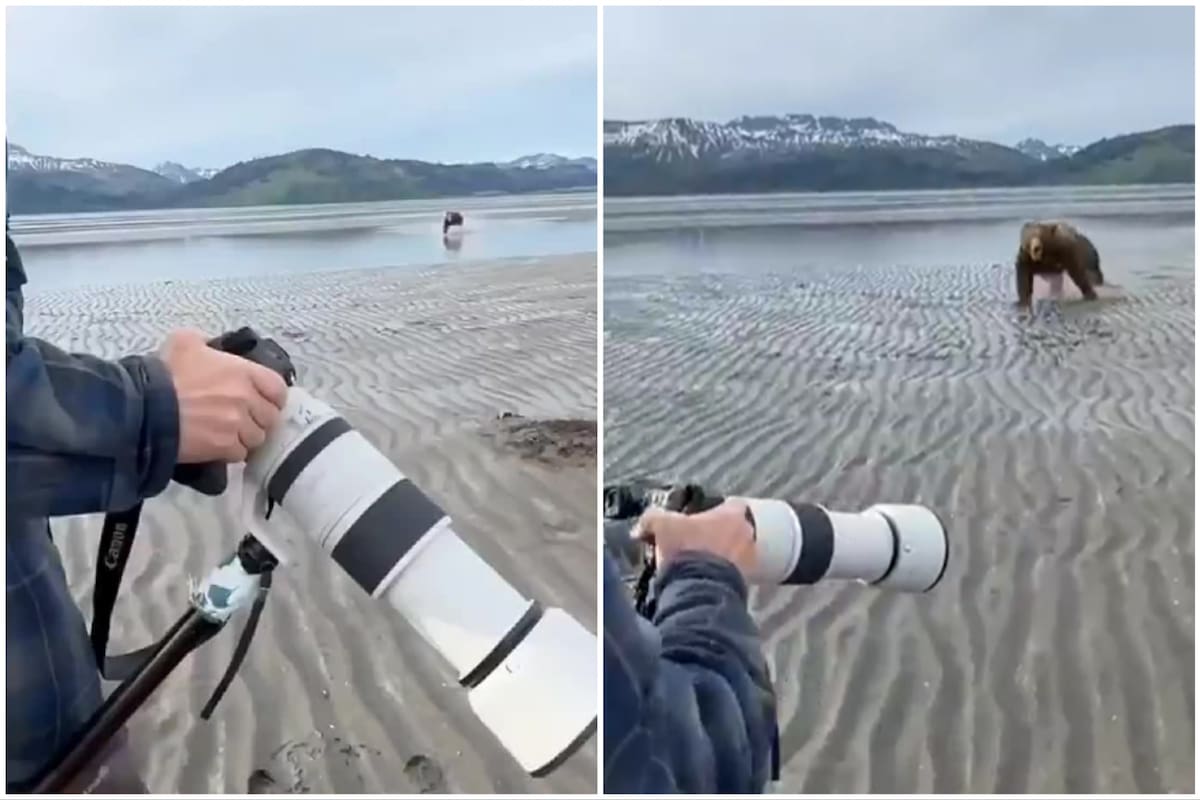 Un oso corrió a toda velocidad hacia un fotógrafo y este se defendió con gritos