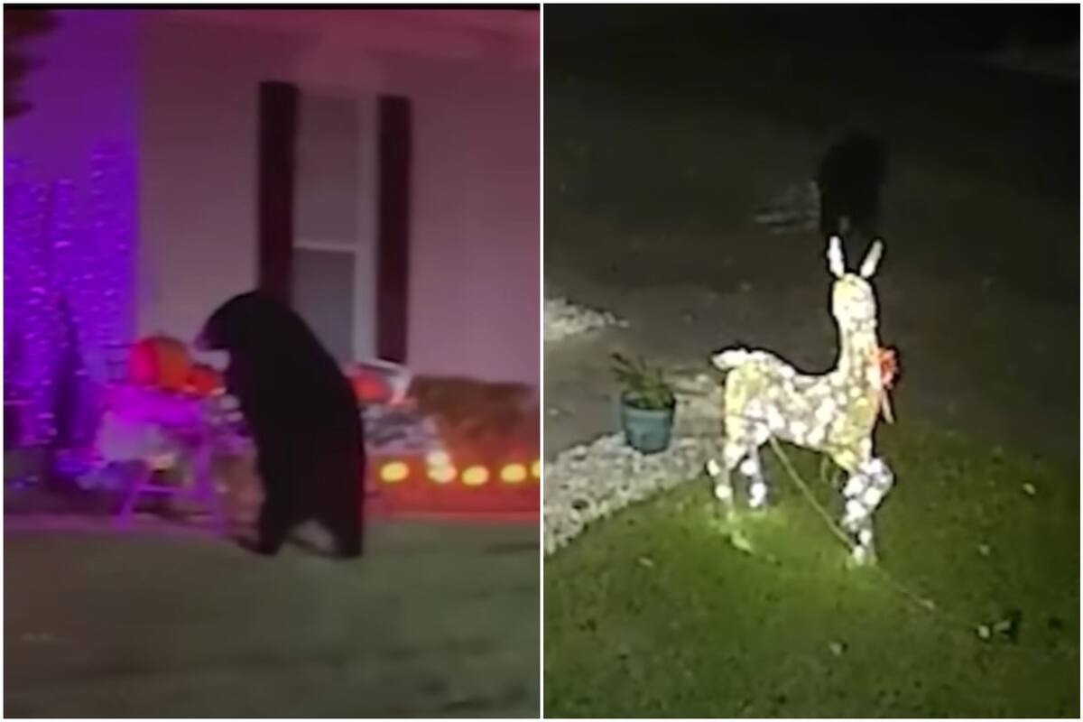 Un oso en Florida fue apodado el Grinch de la Navidad por derribar varios adornos de una casa en Florida