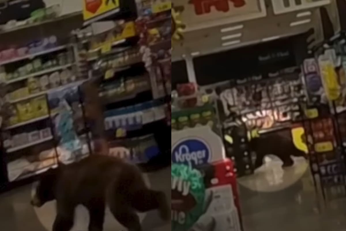 Un oso entra a un supermercado en Arizona: sorpresa en Oro Valley