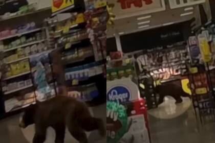Un oso entra a un supermercado en Arizona: sorpresa en Oro Valley