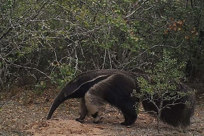Un oso hormiguero en la región