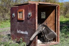 Tras ataque y curación: un oso hormiguero y un aguará guazú fueron reinsertados con éxito en su hábitat silvestre