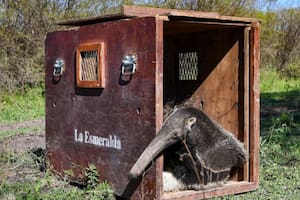Un oso hormiguero y un aguará guazú fueron reinsertados con éxito en su hábitat silvestre