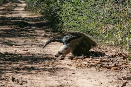 Un oso hormiguero (Myrmecophaga tridactyla) cruza un camino en el Parque Nacional El Impenetrable, uno de los mejores sitios para avistar a estos animales únicos. Su aspecto los hace inconfundibles un hocico alargado y tubular