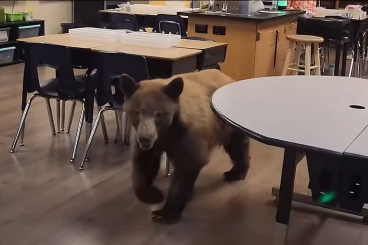 Un oso irrumpió en una escuela en California y causó el pánico de una maestra