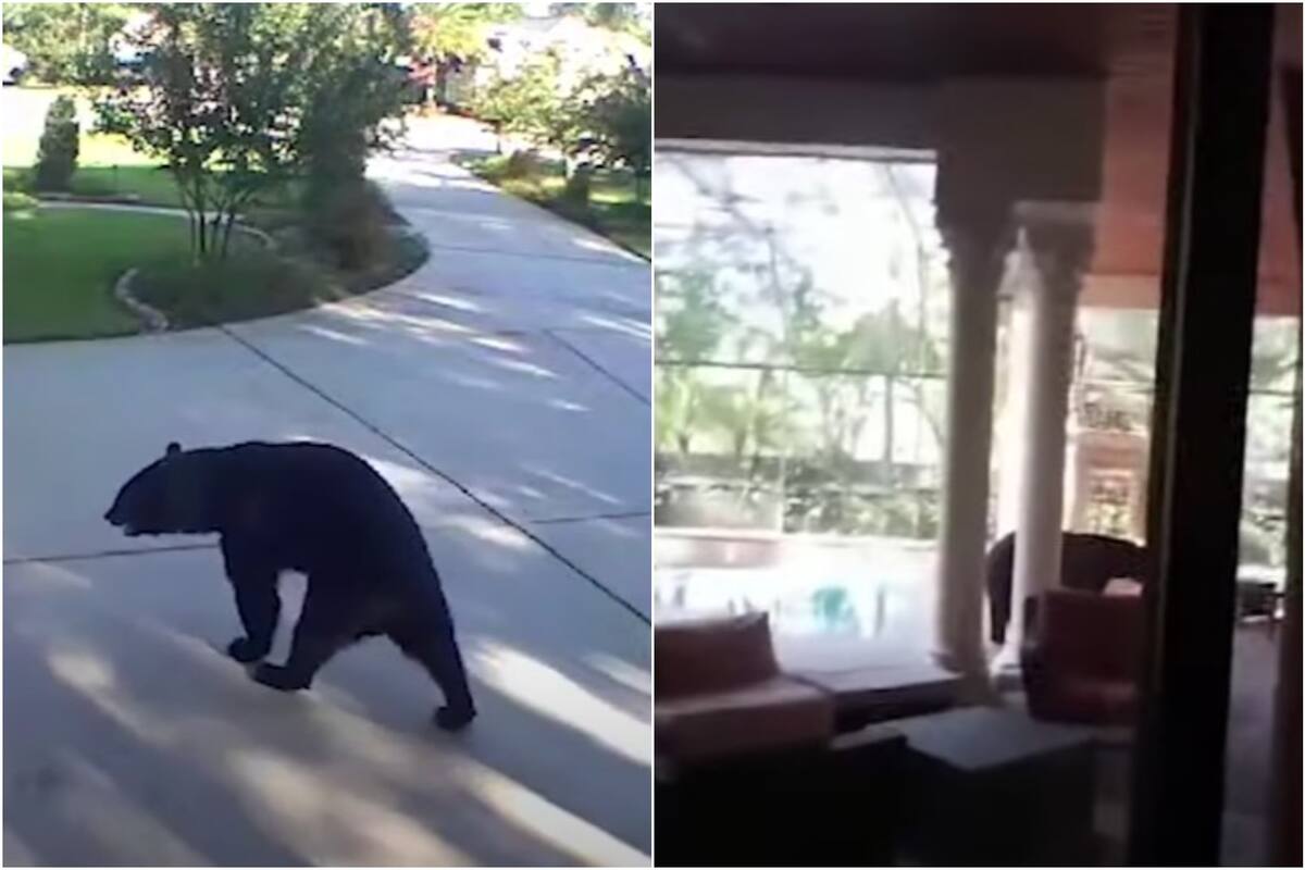 Un oso llegó a una casa en Florida e hizo un sorprendente recorrido