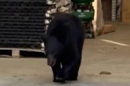 Un oso negro apareció en el sector de jardinería de Lowe's, Florida