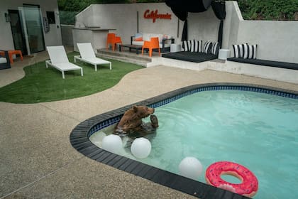 Un oso negro está sentado en la parte menos profunda de una piscina